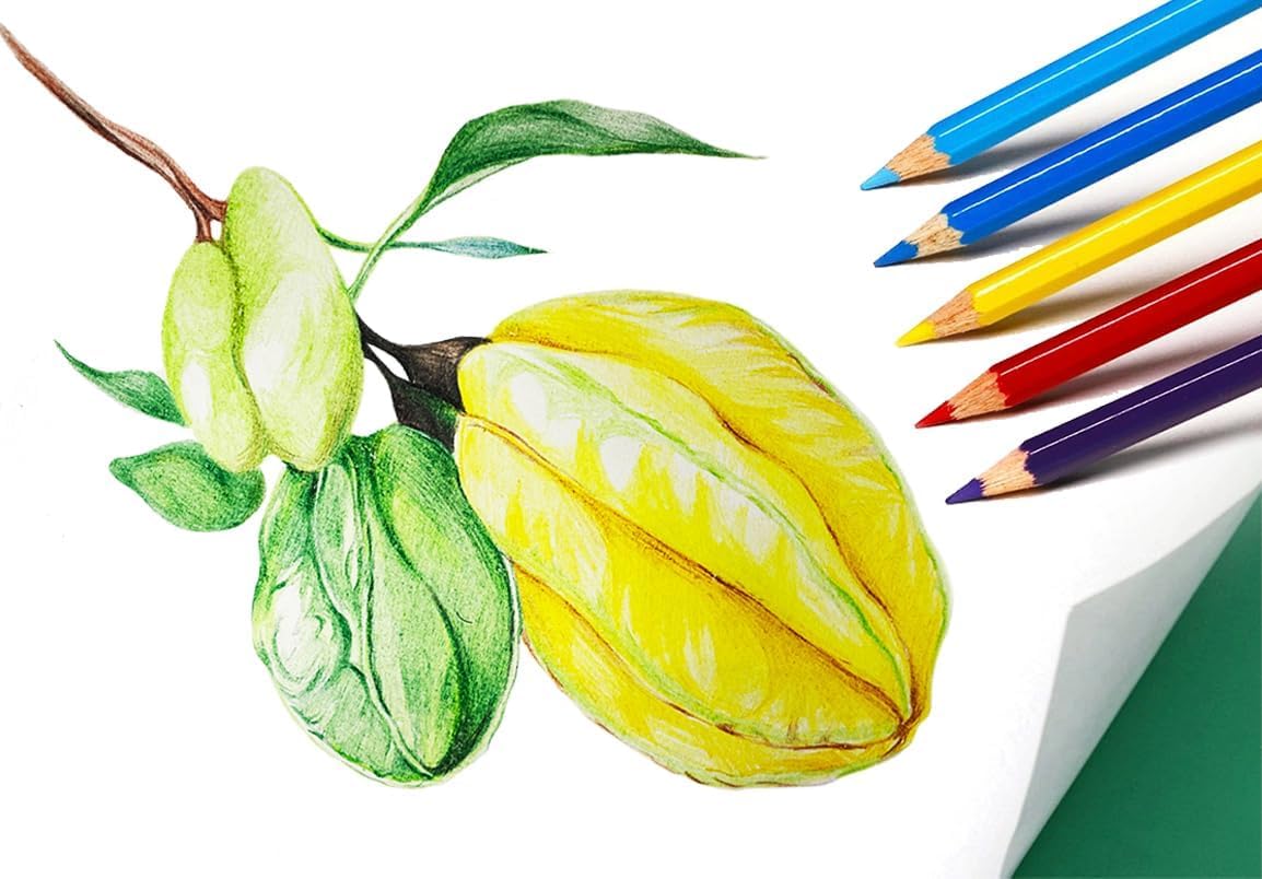 SKKSTATIONERY Colored Pencils, 12 Colors - 288 - image 3
