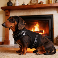 Mini Dachshund Harness, No Armpit Rub, Escape Proof, Reflective - Black / M: Chest 42-52cm (16.5"-20.5") - image 4