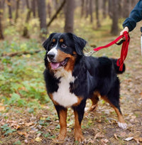 TwoEar 5FT 1IN Strong Red Dog Leash with 2 Padded Handles, Traffic Handle Extra Control, Comfortable Soft Dual Handle, Auto Lock Hook, Reflective Walking Lead for Small Medium and Large Dogs
