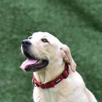 Hyhug Heavy Duty Nylon Escape Proof Adjustable Martingale Large Boy and Girl Dog Collar - Walking Training Daily Use.(Large,Red)