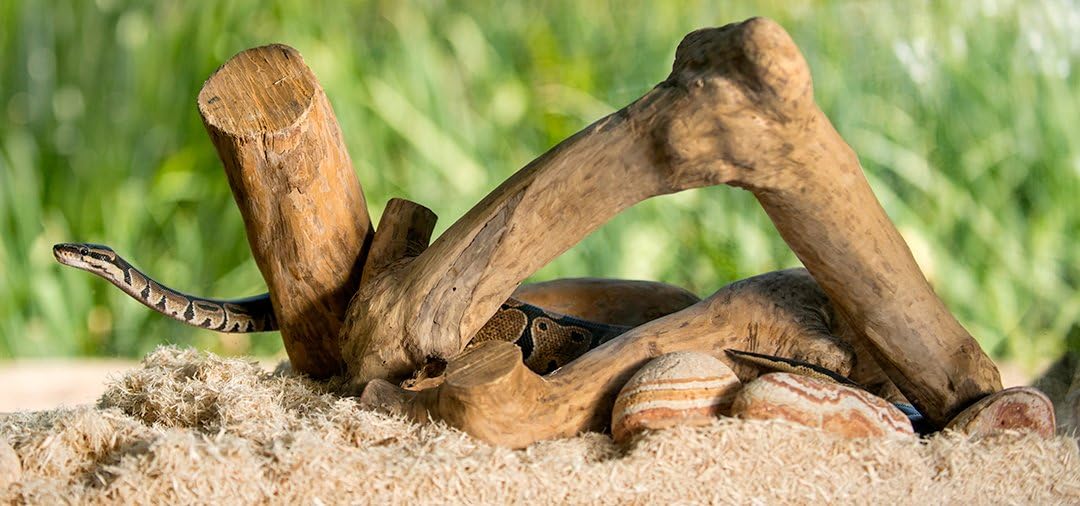 Galápagos Aspen Digs Shavings Bedding, 8-Quart, Natural – Daily Care for Reptiles And Amphibians - image 2