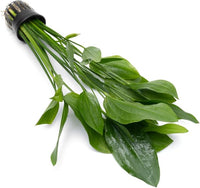 Echinodorus Grandifolius Sword Live Plant for Freshwater Aquariums, Natural Fish Tank Decorations, and Aquatic Decor (1 Pot (2-3 Plants))