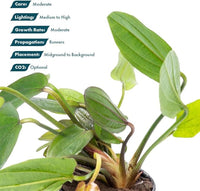 Live Plants - Echinodorus ‘Horizontalis Variegated’ - Moderate to High Light, Green Variegated Accent, Midground to Background, Freshwater Aquatic Plant - Pot