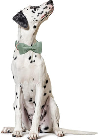 Lionet Paws Bowtie Dog Collar - X-Large (Pack of 1) / Grass Green - image 2