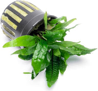 Java Fern Live Aquarium Plants - Potted Freshwater Plant for Fish Tanks - Beginner Friendly, Low Light (Narrow Mini, 5 Pots)
