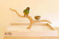 Deluxe Tabletop Perfect Tree (with Bowl) - Tree Stand for Parakeets and Small Parrots