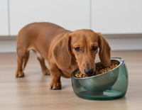 Felli Pet Oblik Acrylic Raised Dog Food Water Bowl Stainless Steel - Classic / 1.5 Cups Oval Dish - image 3