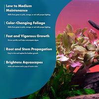 Live Plant - Ludwigia Ovalis - Easy Care, Moderate to High Light, Green to Orange Accent, Freshwater Aquatic Plant for Aquascaping - Lead Bunch