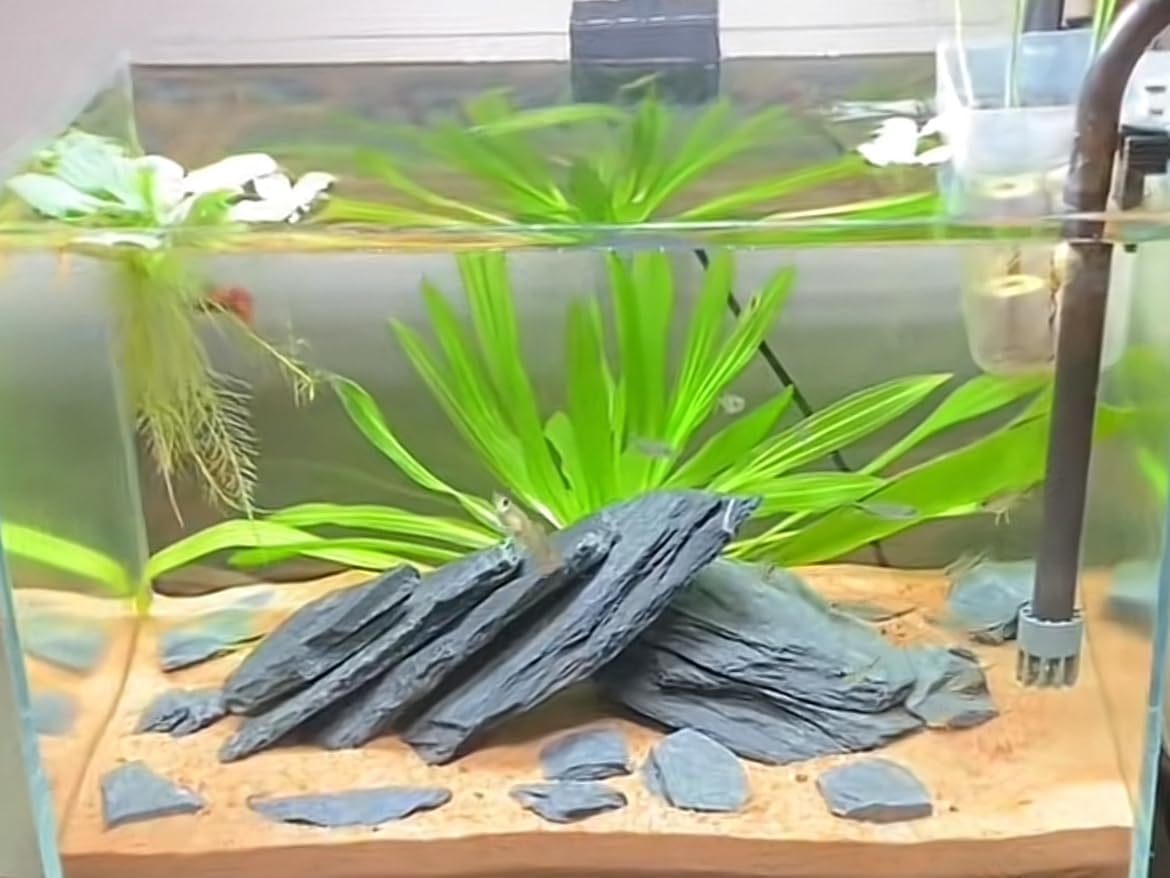 Aquarium Rock Natural Slate Rocks 2 to 4 inch Aquariums Stone - 20lb（2-8'') - image 4