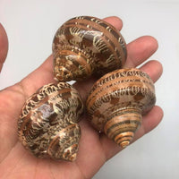 PEPPERLONELY 2 PC Hermit Crab Shells, Turbo Shells - 4#. Brown, 2 Inch ~ 2-1/4 Inch - image 2