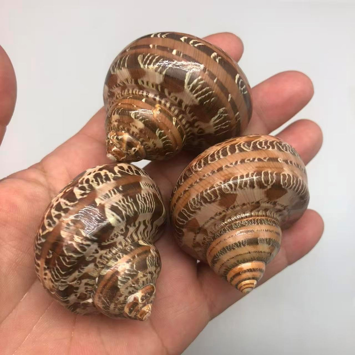 PEPPERLONELY 2 PC Hermit Crab Shells, Turbo Shells - 4#. Brown, 2 Inch ~ 2-1/4 Inch - image 2