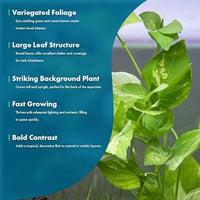 Live Plants – Variegated Hygrophila (Nomaphila variegatus) – Medium Light, Green and White Accent Freshwater Aquatic Stem Plant, Midground to Background Placement – Pot, 1 Pack