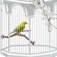 PINVNBY Parrot Perches Natural Birds Stand Wild Grape Stick Grinding Paw Climbing Wood Cage Accessories and Toy for Parakeet, Lovebirds,Budgies,Cockatiels and Finches