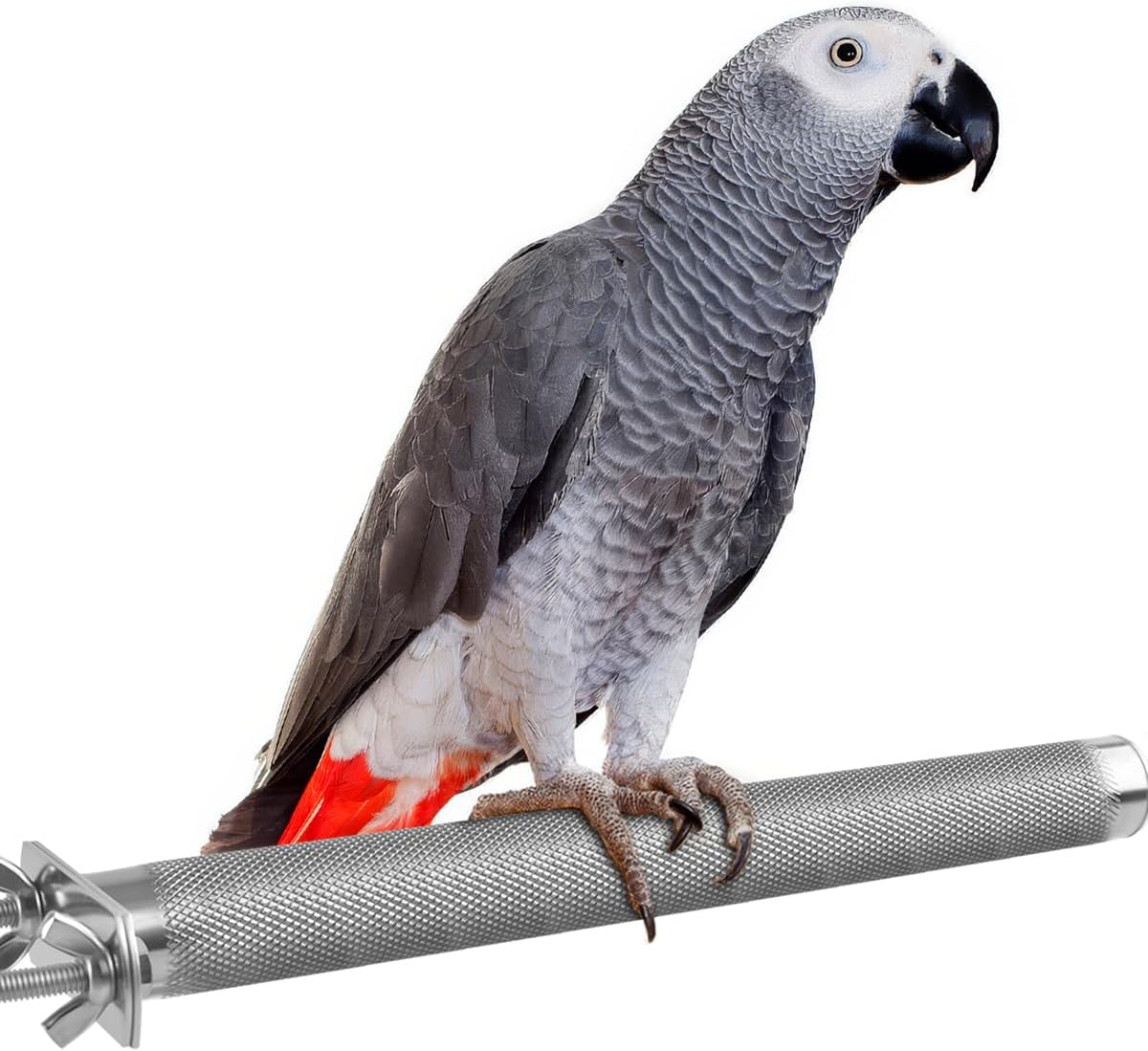 KATUMO Parrot Perch - Stainless Steel African Grey Perch Bird Cage Accessories for Small to Large - M: 9.8 x 1 inch