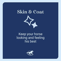 Uckele by SmartEquine CocoSoya Oil | Oil for Skin and Coat | Contains Soybean and Coconut Oil for Overall Coat Shine and Horse Health | Nourishing Fatty Acids for a Lustrous Appearance | 1 Gallon