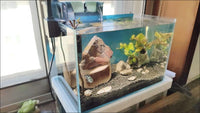 AWXZOM Small Nano Tall Rimless Tank, Glass Fish Tank, Betta Tank – Essentials for Fish - 2.85 Gallon 11.8x6.7x7.8inch/30x17x20cm - image 3