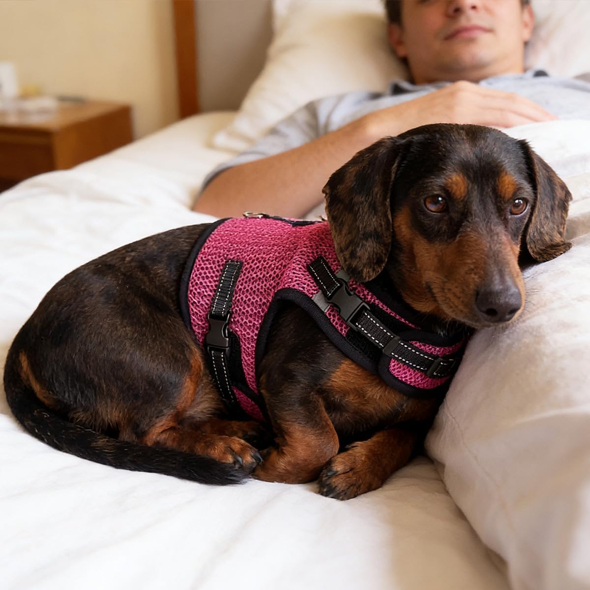 Mini Dachshund Harness, No Armpit Rub, Escape Proof, Reflective - Rose Red / XS: Chest 25-31cm (10"-12") - image 4