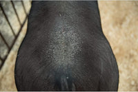 Weaver Leather Swine Conditioner and Shine