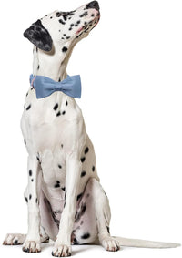 Lionet Paws Bowtie Dog Collar - Large (Pack of 1) / Blue - image 2