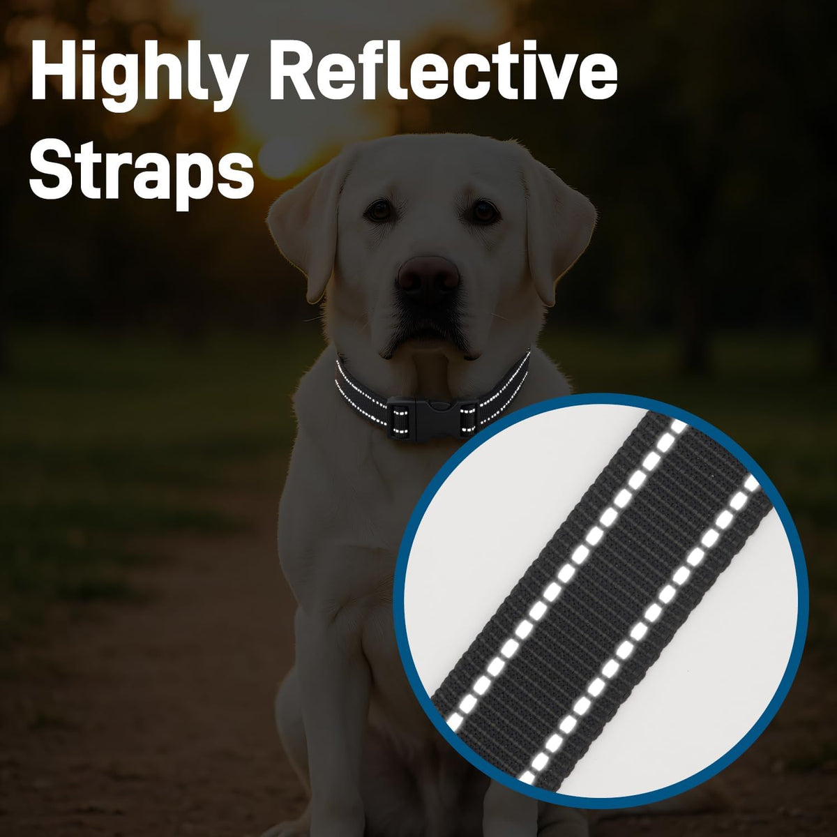 Dog Collar for Small Medium Dogs with Buckle - Black / Medium - image 2