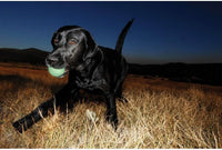 Chuckit! Max Glowin the Dark Bouncy Ball for Dogs, Large 3in - Extra-Large / Pack of 1 - image 4