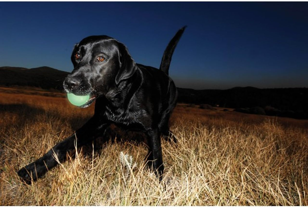 Chuckit! Max Glowin the Dark Bouncy Ball for Dogs, Large 3in - Extra-Large / Pack of 1 - image 4