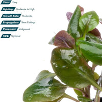 Live Plants - Cardinal Flower (Lobelia cardinalis) - Moderate to High Light Aquarium Display, Bright Green Accent, Midground Placement for Aquascaping, Stem Aquatic Plant - Pot