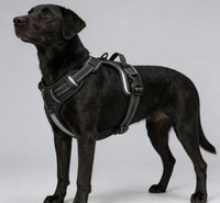 Blue No-Pull Dog Harness with 2 Leash Clips，Soft Padded Vest - Medium / Black - image 4
