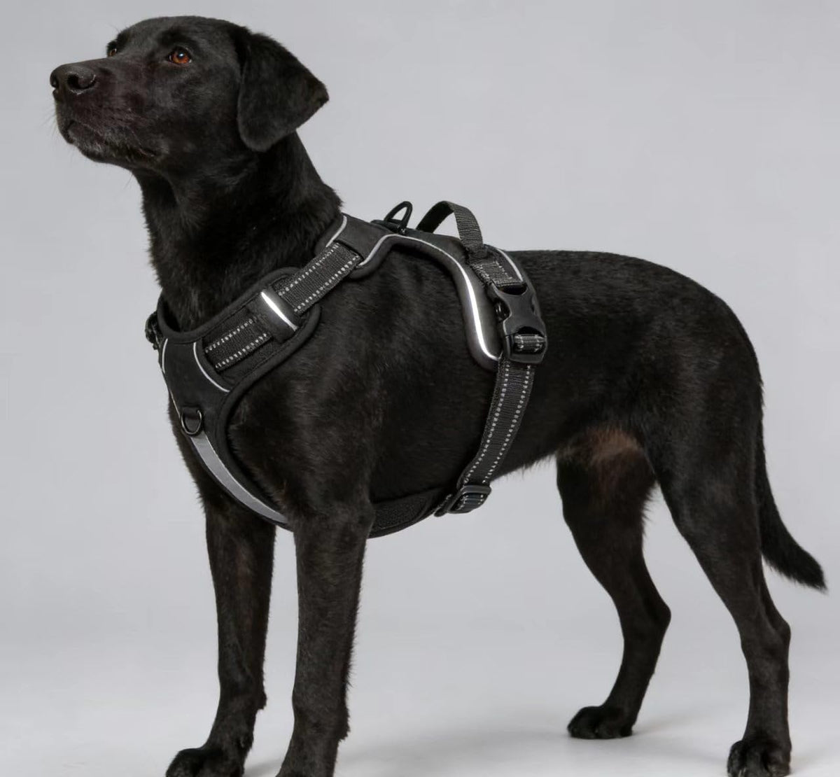 Blue No-Pull Dog Harness with 2 Leash Clips，Soft Padded Vest - Medium / Black - image 4