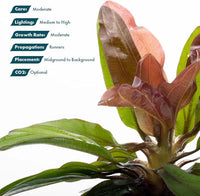 Live Plants - Echinodorus ‘Red Rubin’ (Echinodorus sp.) - Medium to High Light, Red Green, Midground to Background, Freshwater Aquascaping Aquatic Plant - Pot