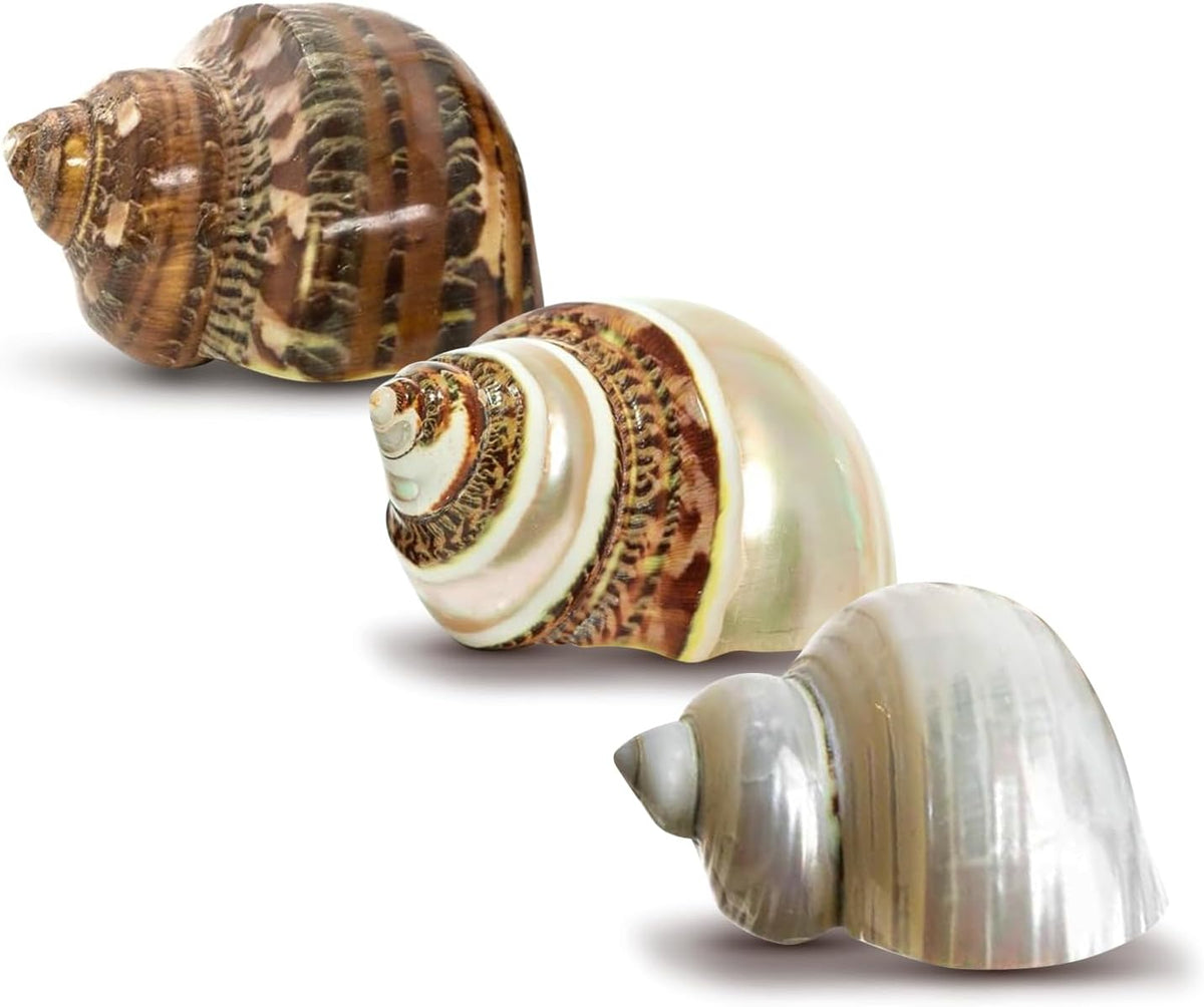 Hermit Crab Shells, Turbo Shells, 1 Brown, 1 Banded