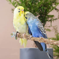 Bird Perch 6 PCS Natural Wood Bird Perches Set - image 4