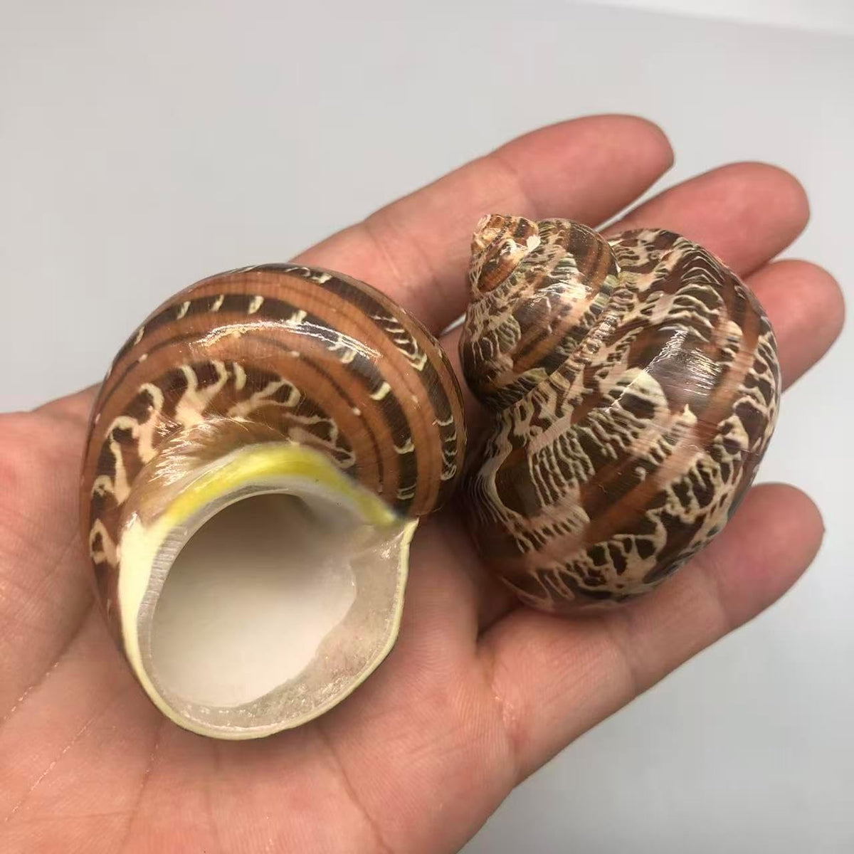 PEPPERLONELY 2 PC Hermit Crab Shells, Turbo Shells - 4#. Brown, 2 Inch ~ 2-1/4 Inch - image 3
