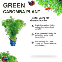 21 Stems Cabomba Live Plants Aquarium, Green Cabomba Live Aquarium Plants, Cabomba Plants Live, 4 to 6 Inches Tall