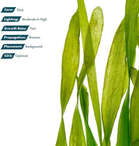 Live Plant - Tall Grass, Vallisneria Torta - Easy Care, Moderate to High Light, Bright Green Accent, Freshwater Aquatic Plant for Aquascaping - Lead Bunch
