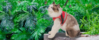 Cat Harness and Leash Set - Red / XS (Chest: 6" - 8") - image 3