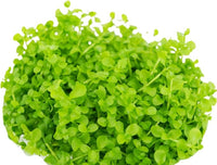 Micranthemum Monte Carlo Compact Tissue Culture Vitro Cup Freshwater Carpet Live Aquarium Plants Decoration BUY2GET1FREE