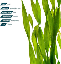 Live Plant - Tall Grass, Corkscrew Vallisneria (Vallisneria Americana 'Contortionist') - Moderate to High Light, Bright Green, Background - Lead Bunch, 4 Pack