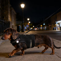 Mini Dachshund Harness, No Armpit Rub, Escape Proof, Reflective - Black / M: Chest 42-52cm (16.5"-20.5") - image 3
