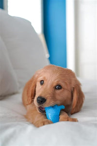 Nylabone Puppy Pacifier Chew Toy - Dinosaur / Small - image 2