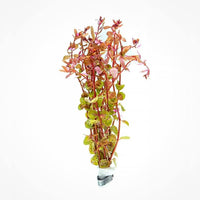 Live Aquarium Red Stem Plants - Freshwater Aquatic Plant for Fish Tanks, Aquascaping - (Rotala Rotundifolia, 1 Bunch)