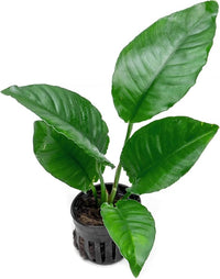 Anubias Live Aquarium Plants - Potted Freshwater Plant for Fish Tanks, Terrariums - Beginner Friendly Low Light (Heterophylla, 1 Pot)