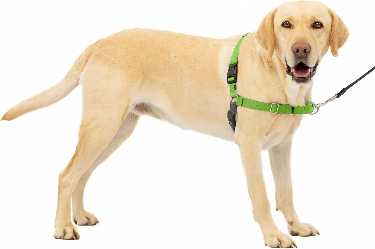 PetSafe Easy Walk Harness, No Pull Dog Harness, Royal Blue - Apple Green / Large / 1 - image 2