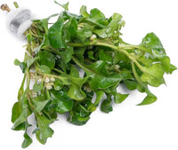 Live Plant - Decorative Plant for Terrariums and Paludariums - (Alternanthera Bettzickiana Green, 1 Bunch)