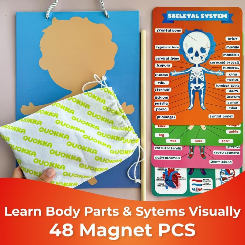 Human Body Model for Kids - Blue Pink Multicolor - image 3