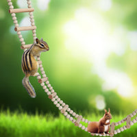 Bird Ladder Bridge, Wooden Pet Hamster Climbing & Swing Toys - 16 Steps - 36.6 × 3.14 Inch - image 3
