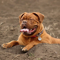 QR Code Pet Tags: Instant Email Alerts & Online Profiles - BIG FRENCHIES