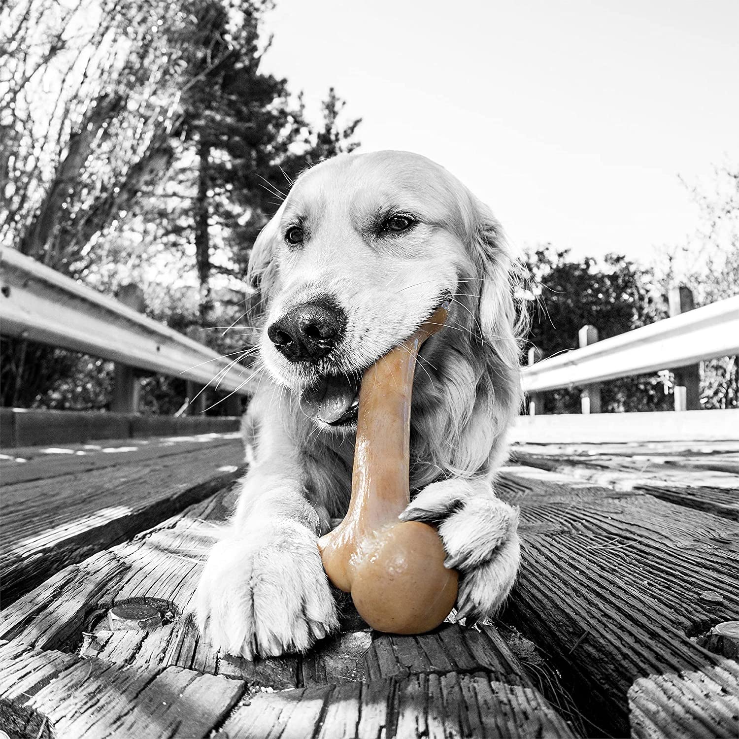 Nylon Dog Bone for Aggressive Chewers - BIG FRENCHIES
