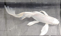 Butterfly koi