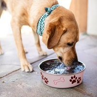 Dog Bowls Stainless Steel Dog Cat Bowls Spill Proof Dog Food Bowl Cat Bowl Puppy Pet Supplies Great For Home